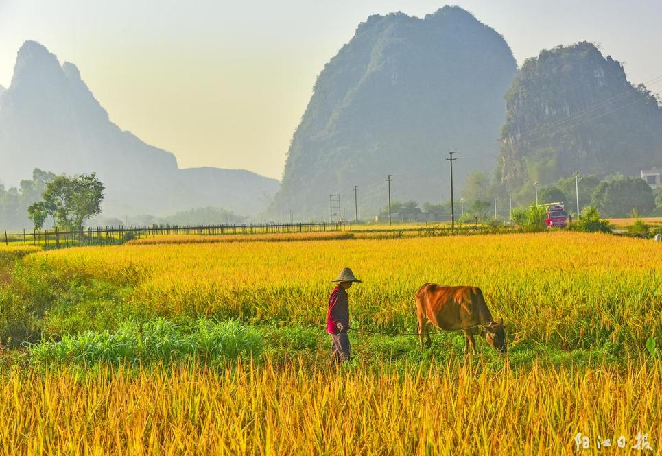 漠阳大地丰收景