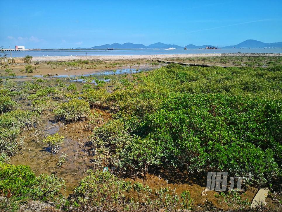 溪头镇红树林湿地公园 阳江图片网