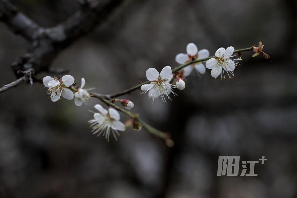 新兴天露山梅花