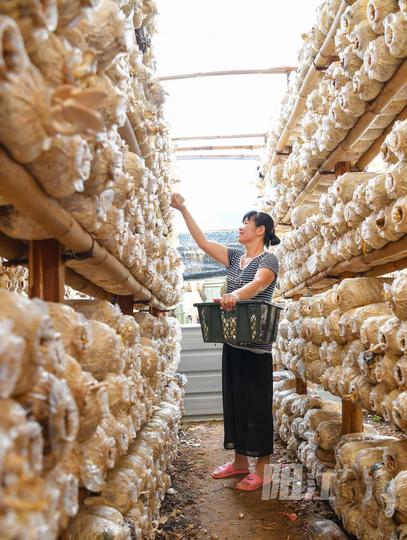 南河秀珍菇致富好帮手